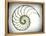 Sectioned Shell of a Nautilus, Artwork-PASIEKA-Framed Premier Image Canvas