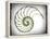 Sectioned Shell of a Nautilus, Artwork-PASIEKA-Framed Premier Image Canvas