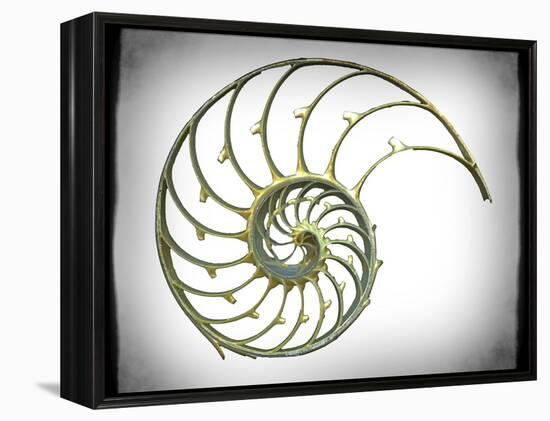 Sectioned Shell of a Nautilus, Artwork-PASIEKA-Framed Premier Image Canvas