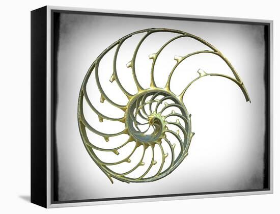 Sectioned Shell of a Nautilus, Artwork-PASIEKA-Framed Premier Image Canvas