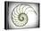 Sectioned Shell of a Nautilus, Artwork-PASIEKA-Framed Premier Image Canvas