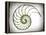 Sectioned Shell of a Nautilus, Artwork-PASIEKA-Framed Premier Image Canvas