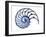 Sectioned Shell of a Nautilus, Artwork-PASIEKA-Framed Photographic Print