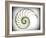 Sectioned Shell of a Nautilus, Artwork-PASIEKA-Framed Photographic Print