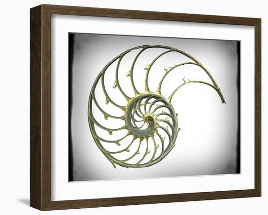 Sectioned Shell of a Nautilus, Artwork-PASIEKA-Framed Photographic Print