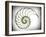 Sectioned Shell of a Nautilus, Artwork-PASIEKA-Framed Photographic Print