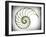 Sectioned Shell of a Nautilus, Artwork-PASIEKA-Framed Photographic Print