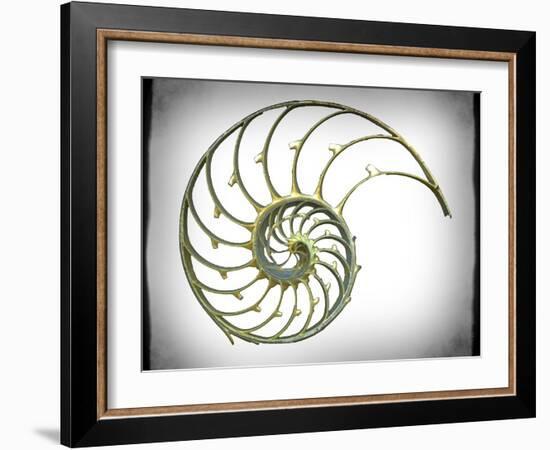 Sectioned Shell of a Nautilus, Artwork-PASIEKA-Framed Photographic Print