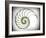 Sectioned Shell of a Nautilus, Artwork-PASIEKA-Framed Photographic Print