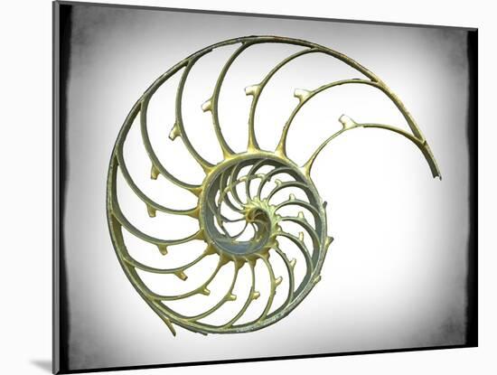 Sectioned Shell of a Nautilus, Artwork-PASIEKA-Mounted Photographic Print