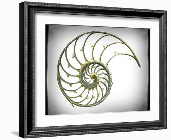 Sectioned Shell of a Nautilus, Artwork-PASIEKA-Framed Photographic Print