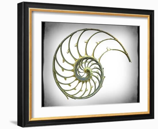 Sectioned Shell of a Nautilus, Artwork-PASIEKA-Framed Photographic Print