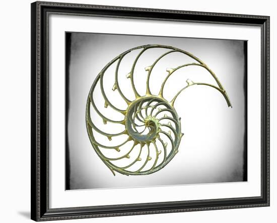 Sectioned Shell of a Nautilus, Artwork-PASIEKA-Framed Photographic Print