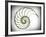 Sectioned Shell of a Nautilus, Artwork-PASIEKA-Framed Photographic Print