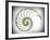 Sectioned Shell of a Nautilus, Artwork-PASIEKA-Framed Photographic Print