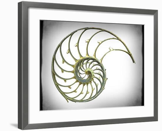 Sectioned Shell of a Nautilus, Artwork-PASIEKA-Framed Photographic Print