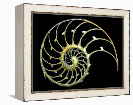 Sectioned Shell of a Nautilus-PASIEKA-Framed Premier Image Canvas