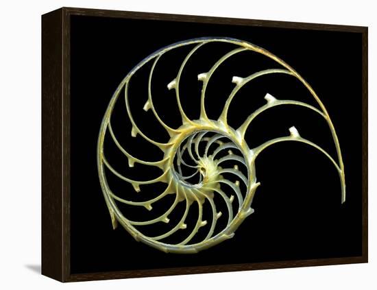 Sectioned Shell of a Nautilus-PASIEKA-Framed Premier Image Canvas