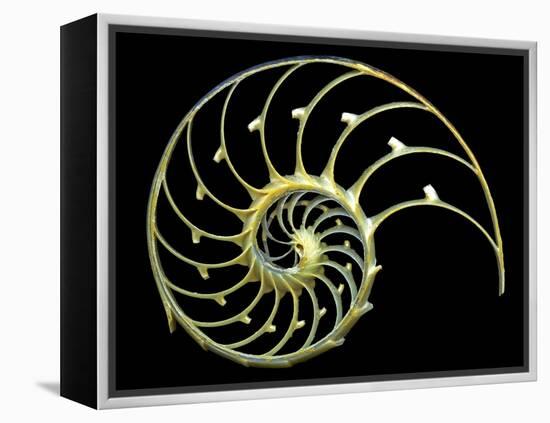 Sectioned Shell of a Nautilus-PASIEKA-Framed Premier Image Canvas