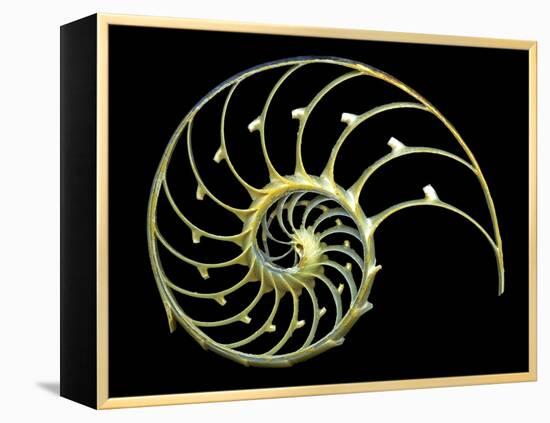 Sectioned Shell of a Nautilus-PASIEKA-Framed Premier Image Canvas