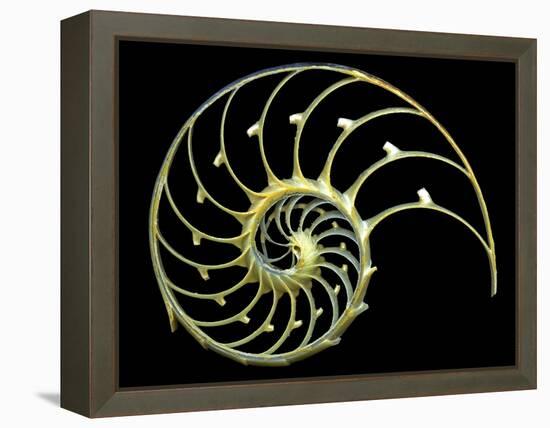 Sectioned Shell of a Nautilus-PASIEKA-Framed Premier Image Canvas