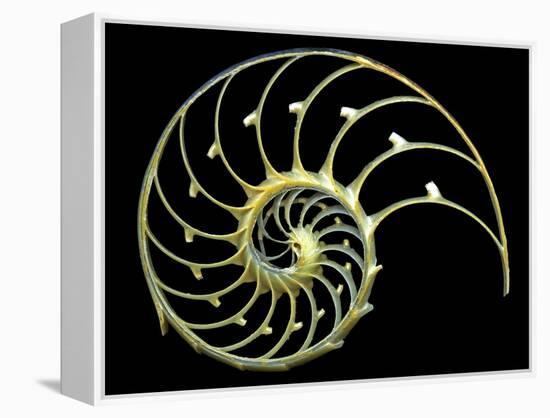 Sectioned Shell of a Nautilus-PASIEKA-Framed Premier Image Canvas