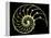 Sectioned Shell of a Nautilus-PASIEKA-Framed Premier Image Canvas