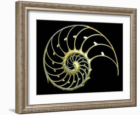 Sectioned Shell of a Nautilus-PASIEKA-Framed Photographic Print