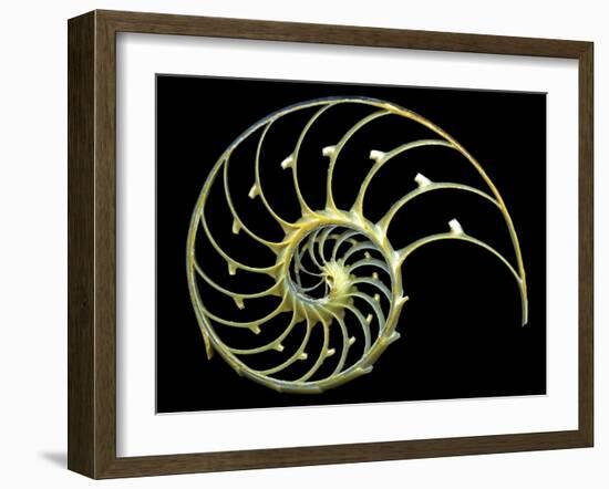 Sectioned Shell of a Nautilus-PASIEKA-Framed Photographic Print