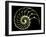 Sectioned Shell of a Nautilus-PASIEKA-Framed Photographic Print