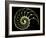 Sectioned Shell of a Nautilus-PASIEKA-Framed Photographic Print