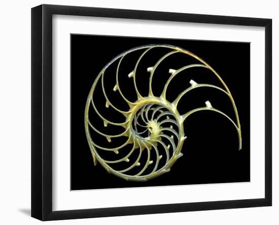 Sectioned Shell of a Nautilus-PASIEKA-Framed Photographic Print