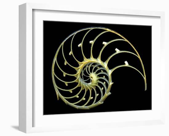 Sectioned Shell of a Nautilus-PASIEKA-Framed Photographic Print