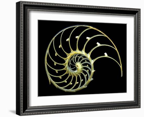 Sectioned Shell of a Nautilus-PASIEKA-Framed Photographic Print