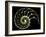 Sectioned Shell of a Nautilus-PASIEKA-Framed Photographic Print