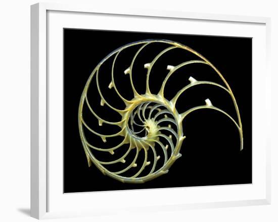 Sectioned Shell of a Nautilus-PASIEKA-Framed Photographic Print