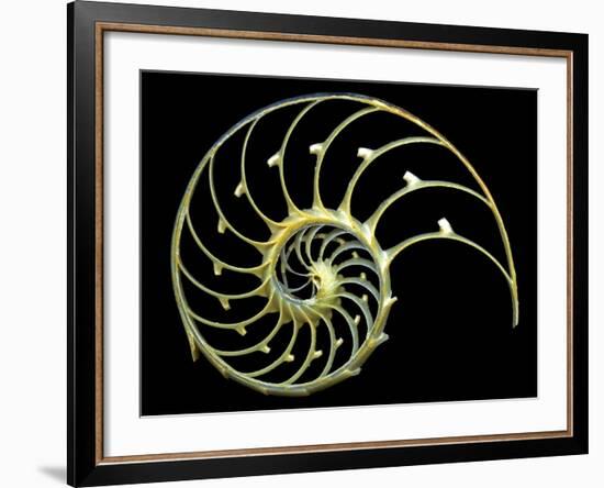 Sectioned Shell of a Nautilus-PASIEKA-Framed Photographic Print