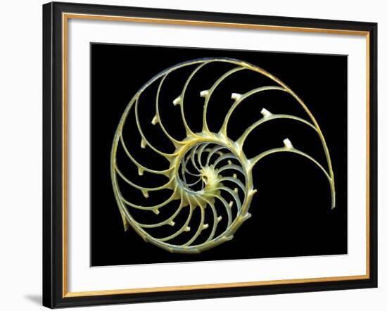 Sectioned Shell of a Nautilus-PASIEKA-Framed Photographic Print