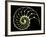 Sectioned Shell of a Nautilus-PASIEKA-Framed Photographic Print