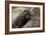 Security-Susann Parker-Framed Photographic Print