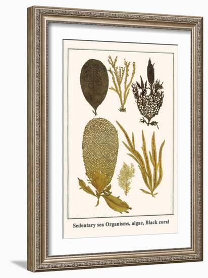 Sedentary Sea Organisms, Algae, Black Coral-Albertus Seba-Framed Art Print