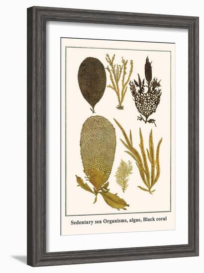 Sedentary Sea Organisms, Algae, Black Coral-Albertus Seba-Framed Art Print