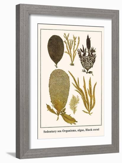 Sedentary Sea Organisms, Algae, Black Coral-Albertus Seba-Framed Art Print