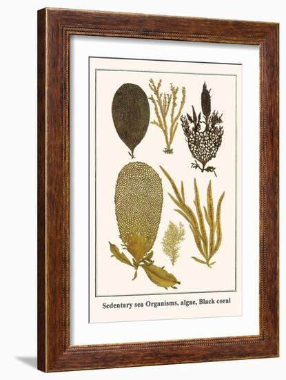 Sedentary Sea Organisms, Algae, Black Coral-Albertus Seba-Framed Art Print