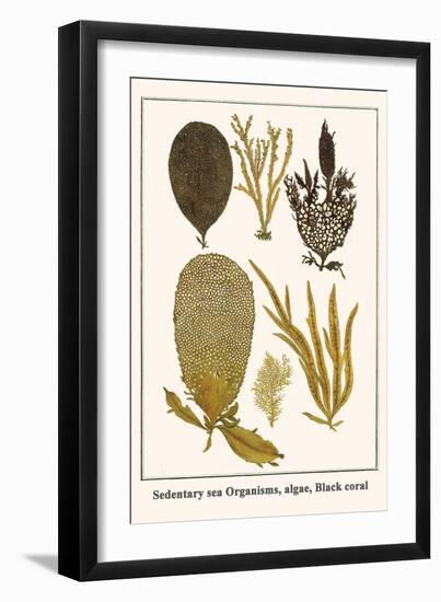 Sedentary Sea Organisms, Algae, Black Coral-Albertus Seba-Framed Art Print