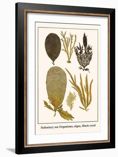 Sedentary Sea Organisms, Algae, Black Coral-Albertus Seba-Framed Art Print