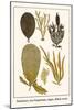 Sedentary Sea Organisms, Algae, Black Coral-Albertus Seba-Mounted Art Print