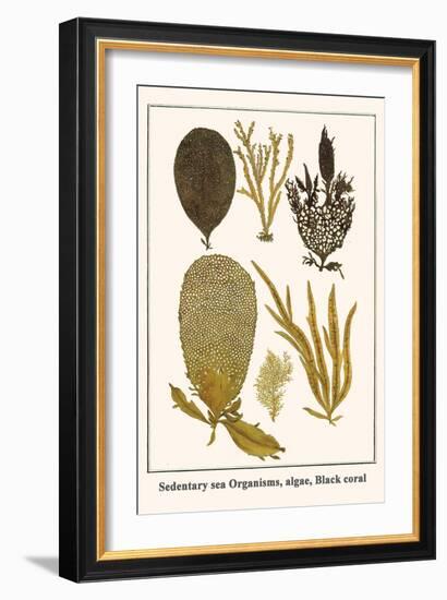 Sedentary Sea Organisms, Algae, Black Coral-Albertus Seba-Framed Art Print