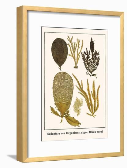 Sedentary Sea Organisms, Algae, Black Coral-Albertus Seba-Framed Art Print