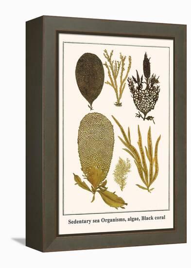 Sedentary Sea Organisms, Algae, Black Coral-Albertus Seba-Framed Stretched Canvas
